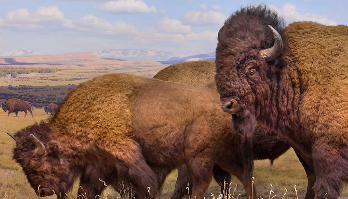 American Bison, at the North American mammals exhibit at the American Museum of Natural  History.
