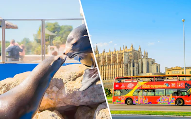 Sea lions interacting at Marineland Mallorca with Palma Cathedral and sightseeing bus in background.