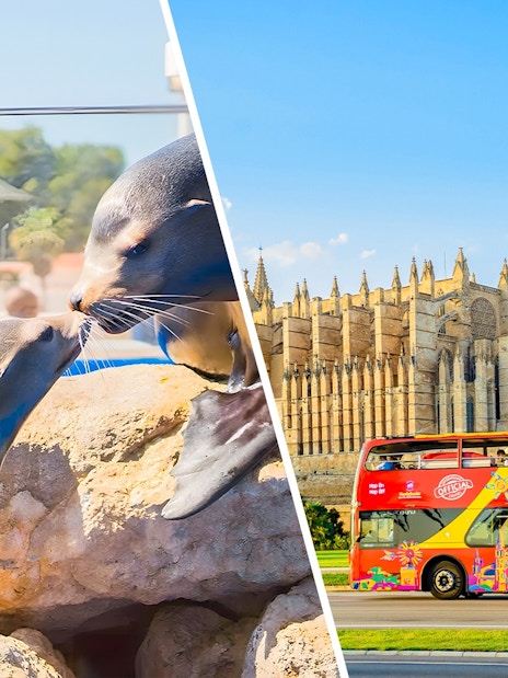 Sea lions interacting at Marineland Mallorca with Palma Cathedral and sightseeing bus in background.