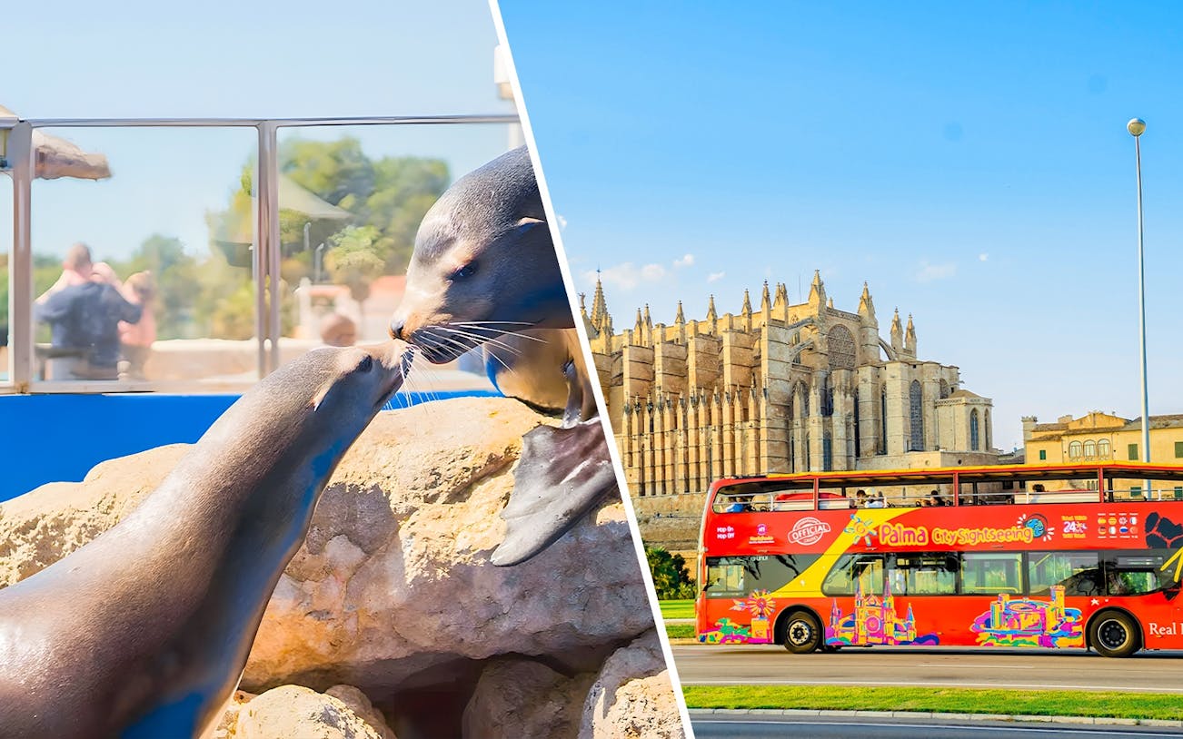 Sea lions interacting at Marineland Mallorca with Palma Cathedral and sightseeing bus in background.