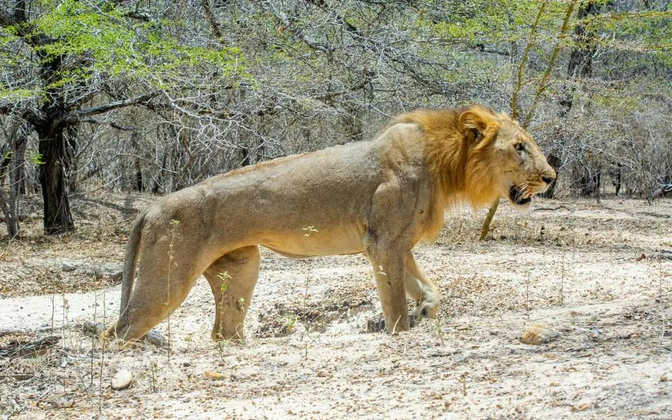From Zanzibar: Nyerere (Selous) National Park Safari Tour with Return Ferry