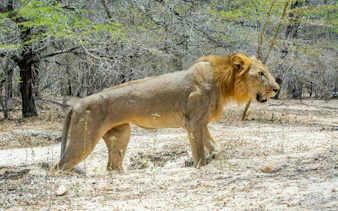 Lion walking in Nyerere National Park, Tanzania, during a safari tour from Zanzibar.