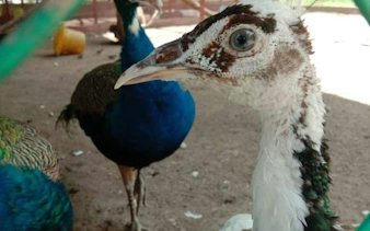 Peacocks at PD Ostrich Show Farm, Dubai, close-up view of birds in enclosure.