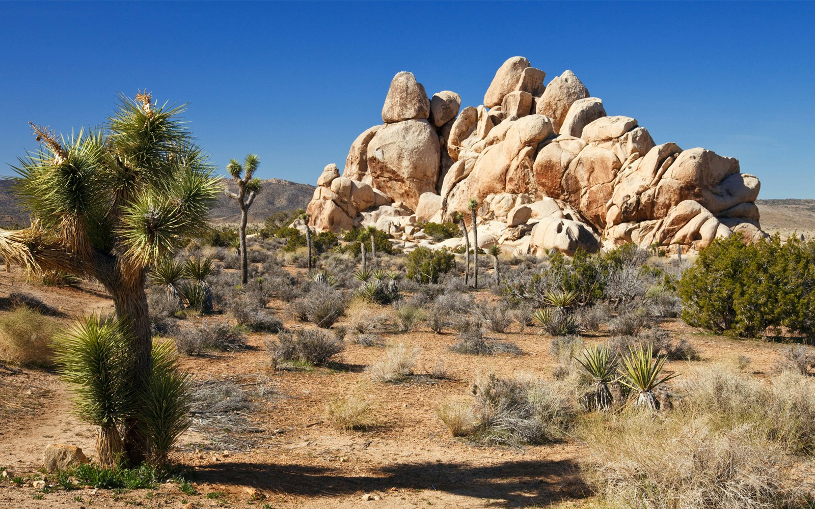 Mojave Desert panorama with vast sand dunes and distant mountain range.