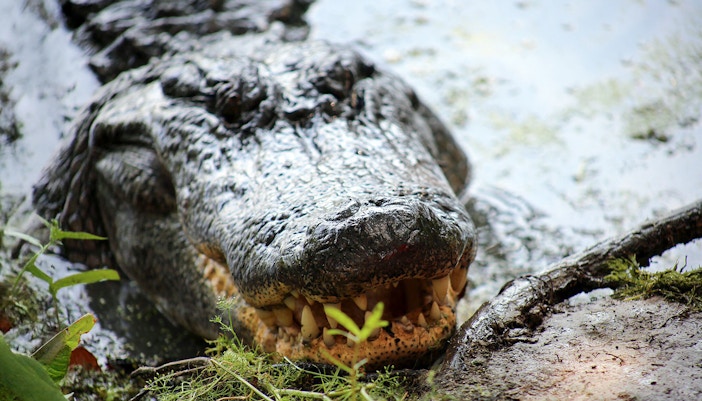 Alligator in swamp during airboat tour in New Orleans.