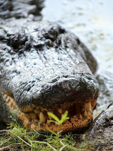 Alligator in swamp during airboat tour in New Orleans.