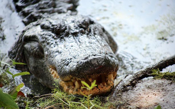 Alligator in swamp during airboat tour in New Orleans.