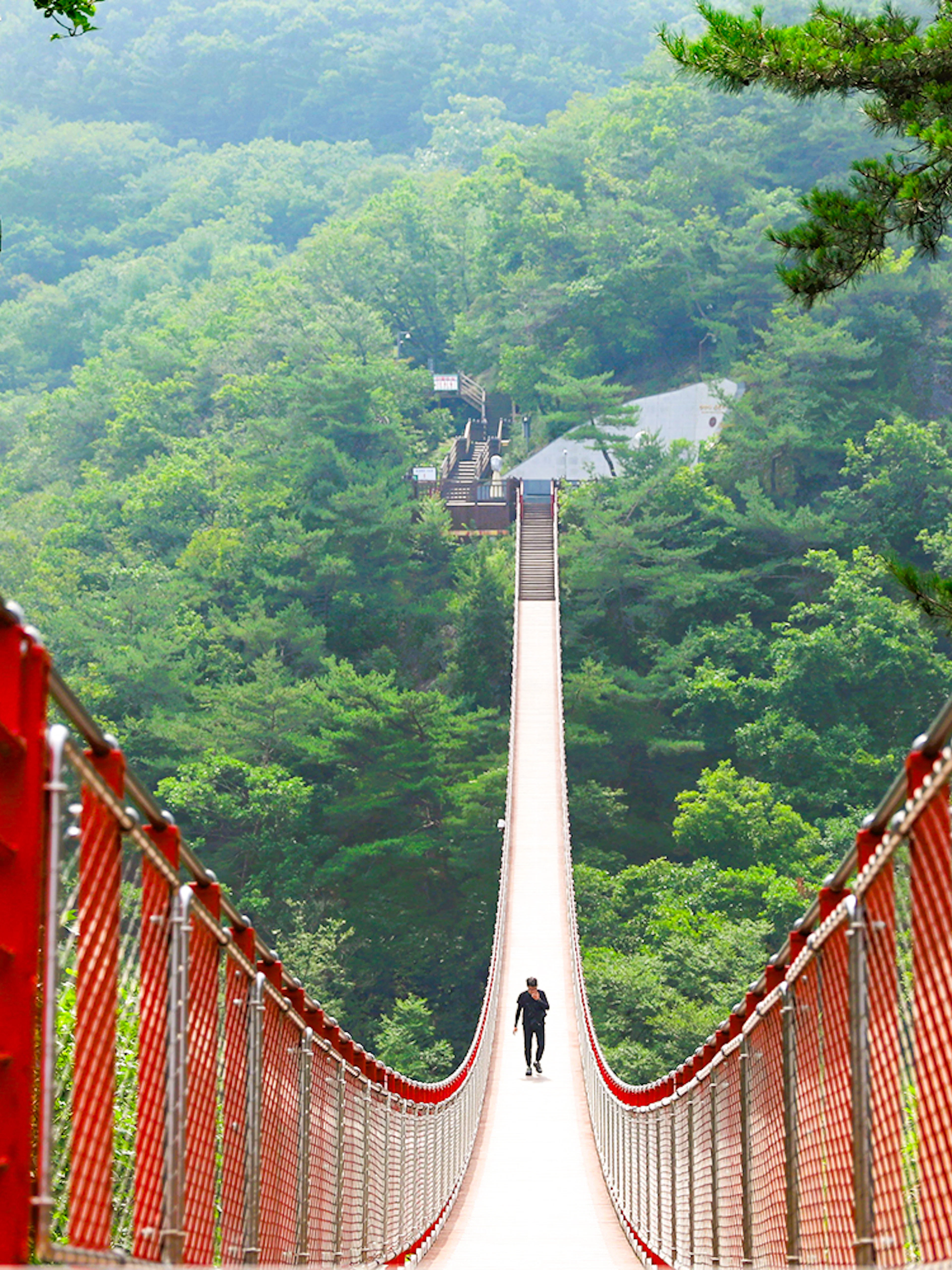 Suspension bridge in lush forest on Korean Demilitarized Zone tour.