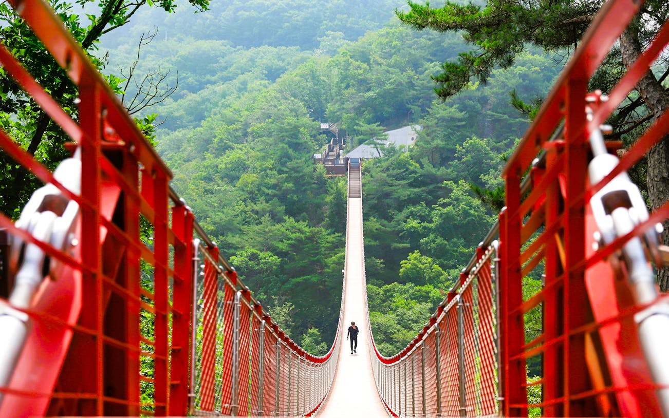Suspension bridge in lush forest on Korean Demilitarized Zone tour.