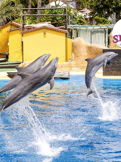 Dolphins leaping from the water during a performance at Selwo Marina.