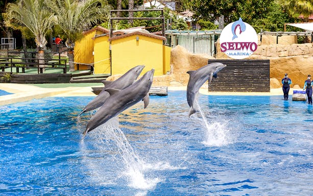 Dolphins leaping from the water during a performance at Selwo Marina.