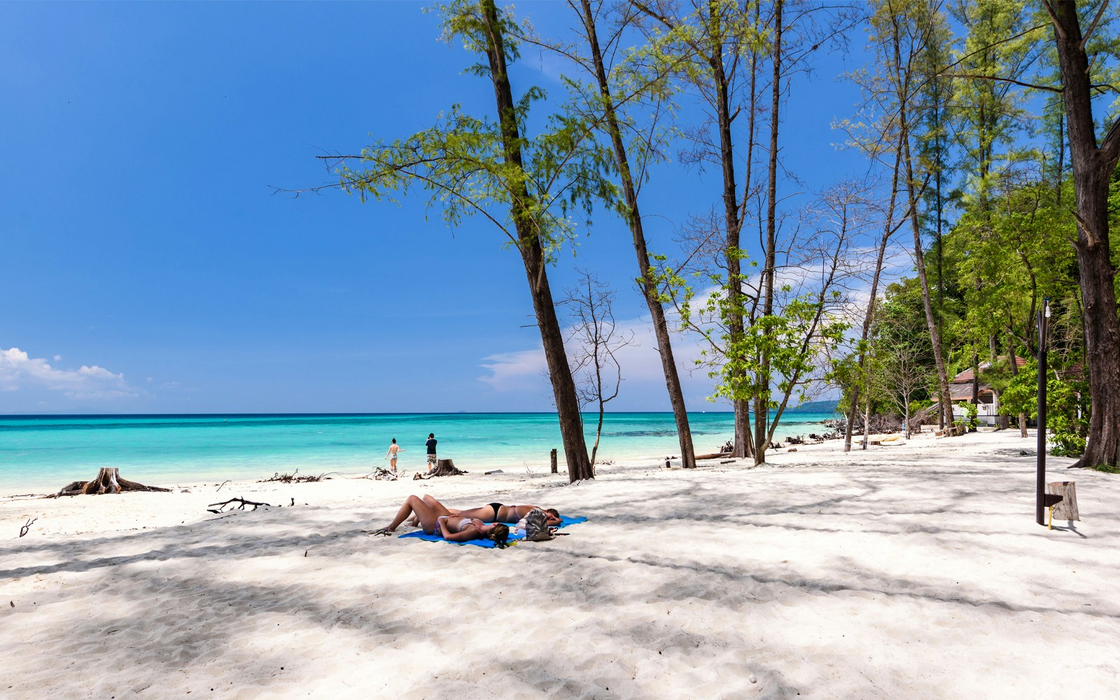 Relaxing under casuarina trees