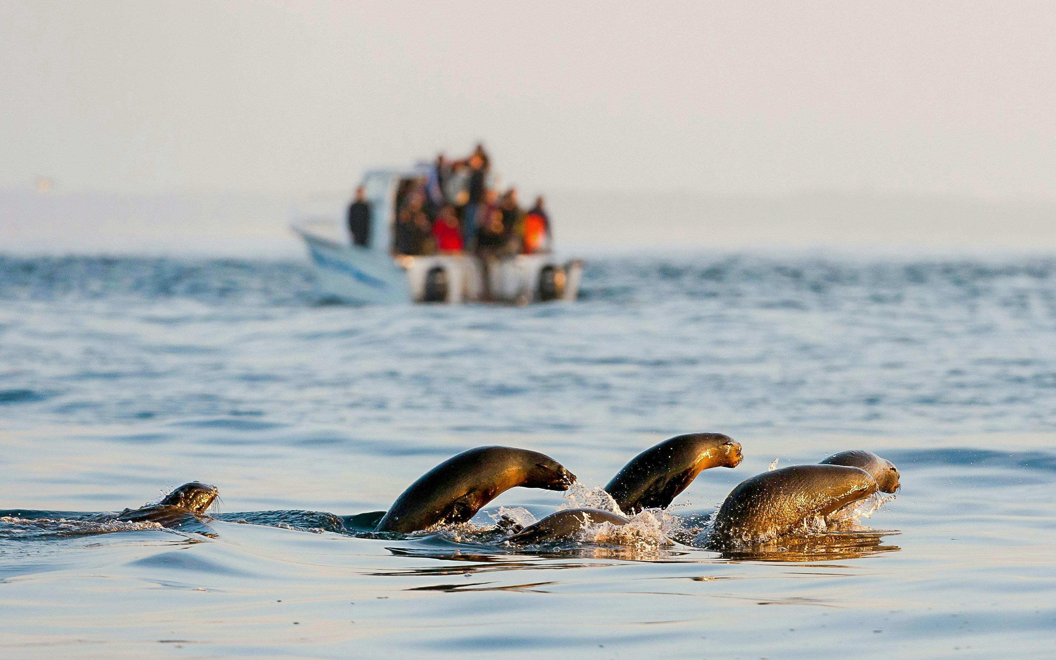 Seals swimming and jumping near a boat on Seal Island tour, Cape Town.