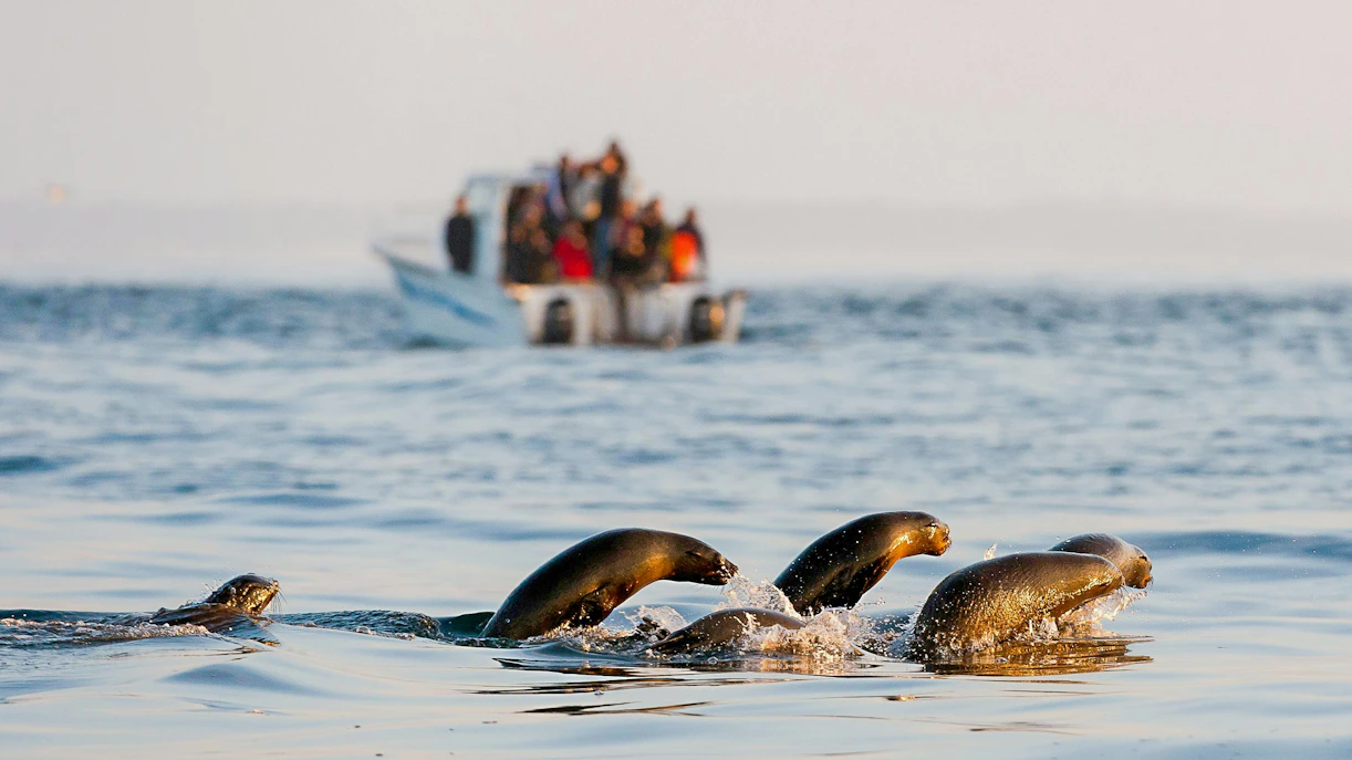 Seals swimming and jumping near a boat on Seal Island tour, Cape Town.