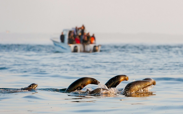 Seals swimming and jumping near a boat on Seal Island tour, Cape Town.