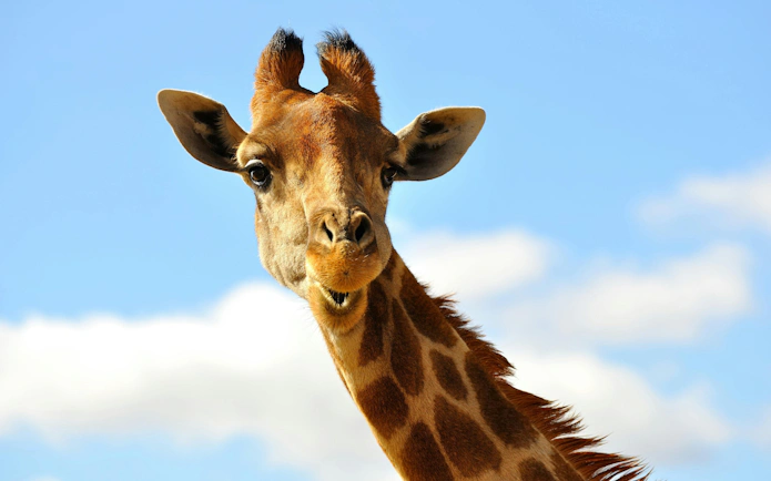Giraffe against a blue sky with clouds.
