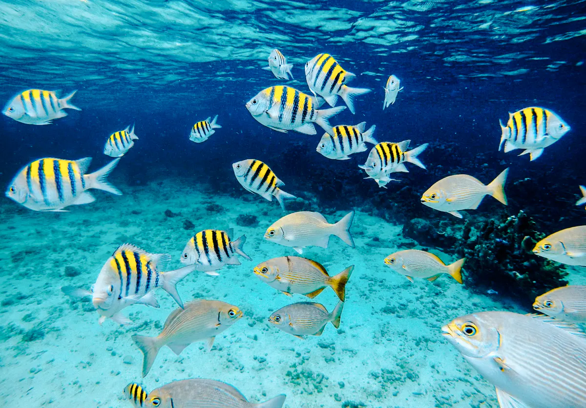 Colorful fish swimming in clear waters during Pattaya to Coral Island tour.