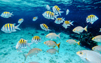 Colorful fish swimming in clear waters during Pattaya to Coral Island tour.