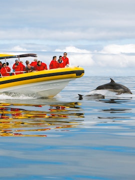 Boat tour near Tasman Island with dolphins swimming alongside.