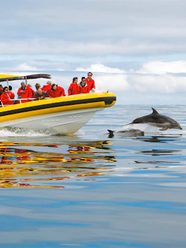 Boat tour near Tasman Island with dolphins swimming alongside.