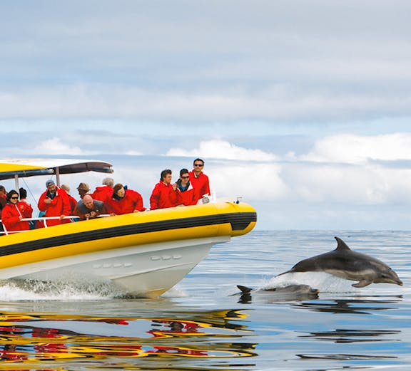 Boat tour near Tasman Island with dolphins swimming alongside.