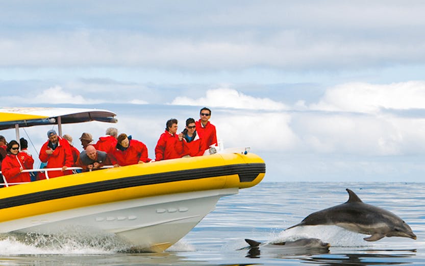 Boat tour near Tasman Island with dolphins swimming alongside.