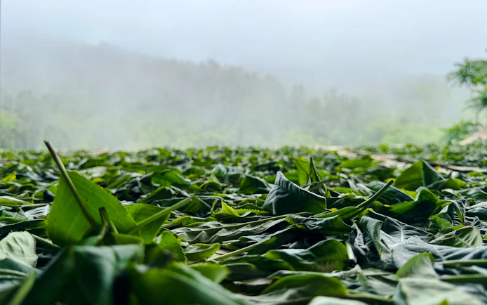 Hanoi: Vietnamese Tea Tasting & Brewing Class with Train Street Viewing