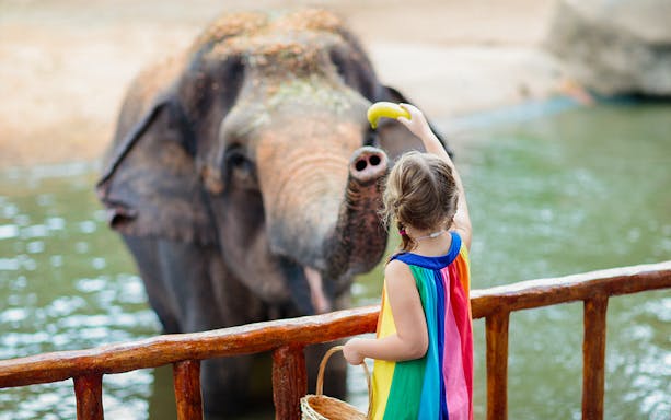 Child feeding an elephant a banana at Emirates Park Zoo.
