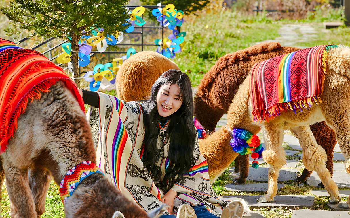 Visitor interacting with alpacas on Alpaca Island, surrounded by colorful decorations.