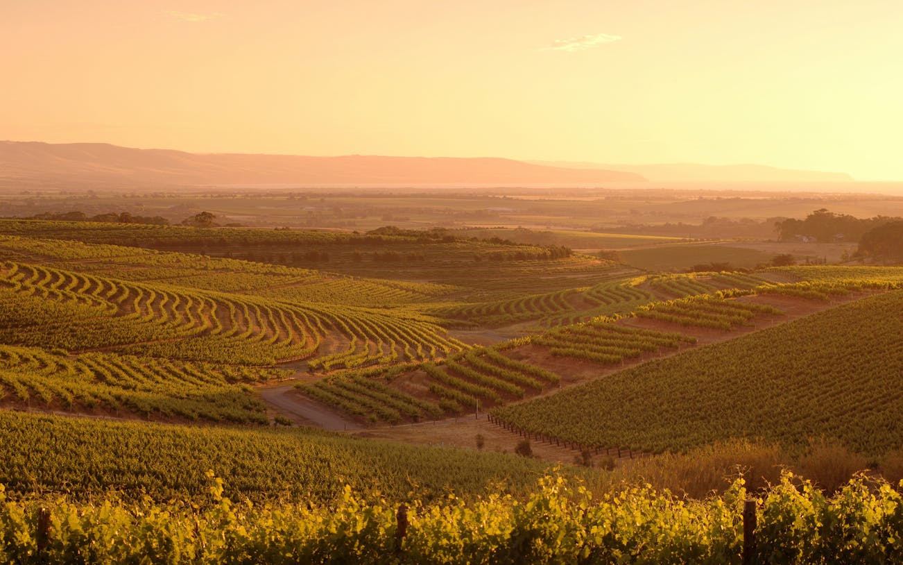 1/2 day mclaren vale wine tasting & coast (afternoon tour)-5