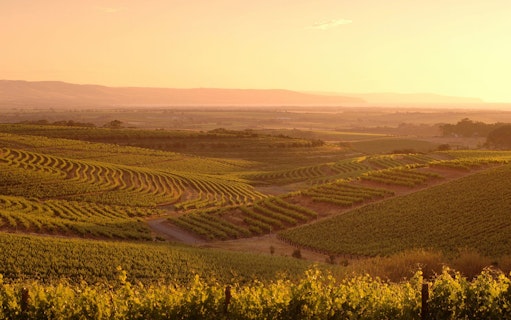 1/2 day mclaren vale wine tasting & coast (afternoon tour)-5