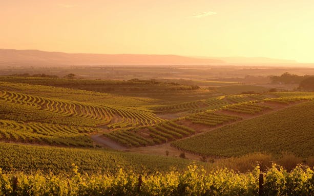 1/2 day mclaren vale wine tasting & coast (afternoon tour)-5