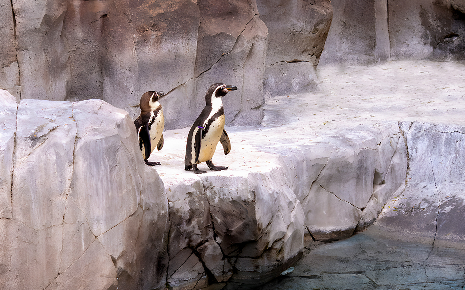 Humboldt penguins standing on rocky ledge at Jungle Park Tenerife.