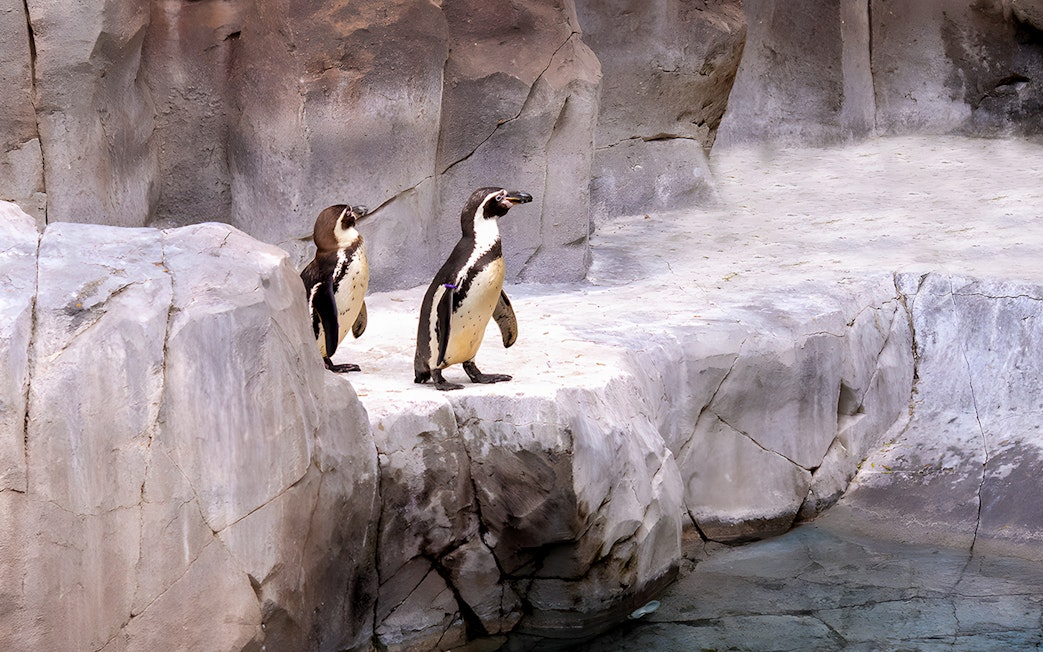 Humboldt penguins standing on rocky ledge at Jungle Park Tenerife.