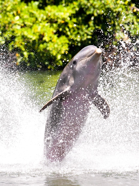 Family observing giraffes at Jardim Zoologico, Lisbon.