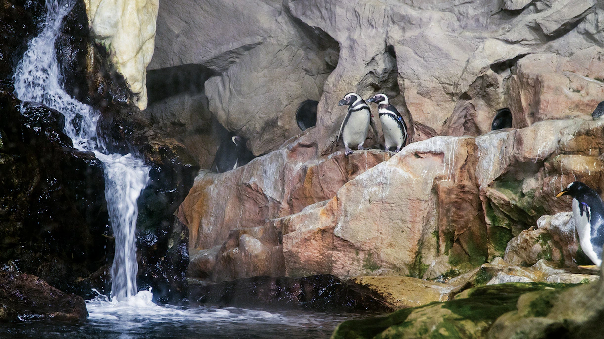 Penguins on rocky ledge near waterfall at Genoa Aquarium.