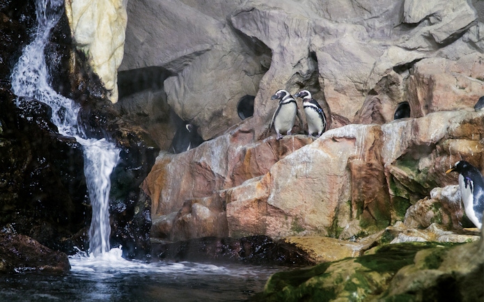 Penguins on rocky ledge near waterfall at Genoa Aquarium.
