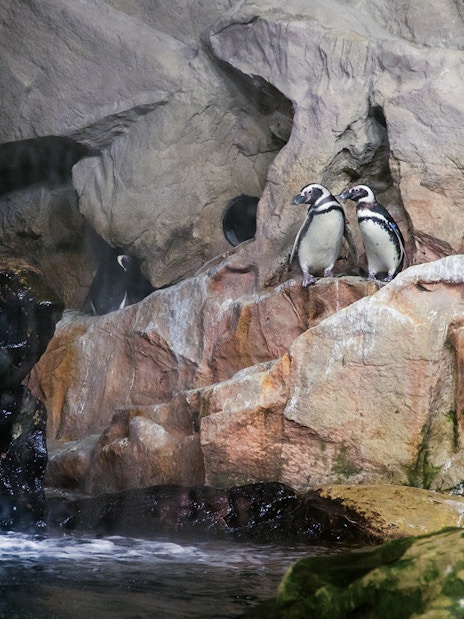Penguins on rocky ledge near waterfall at Genoa Aquarium.