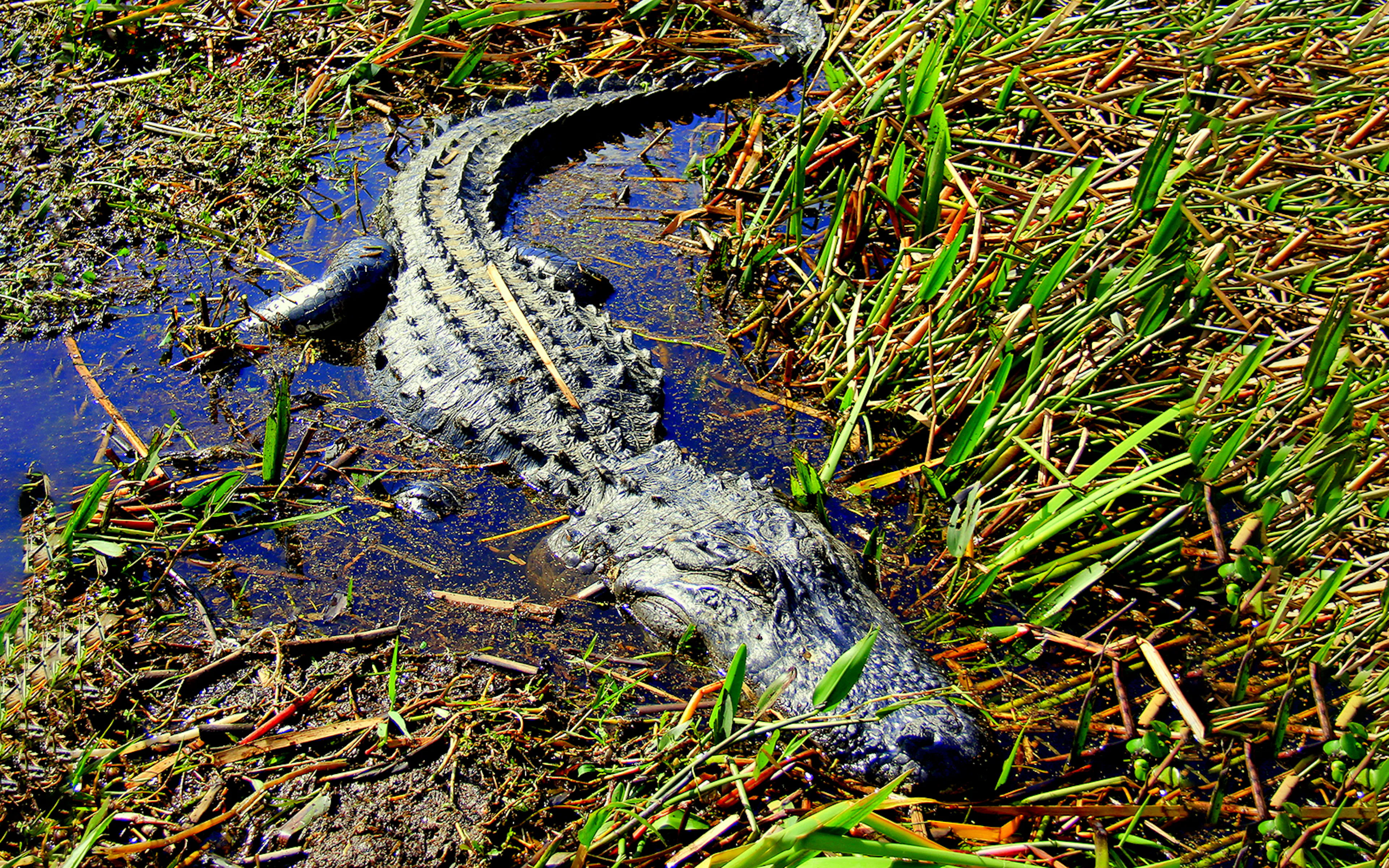 Alligator swimming in Florida wetlands during airboat tour.