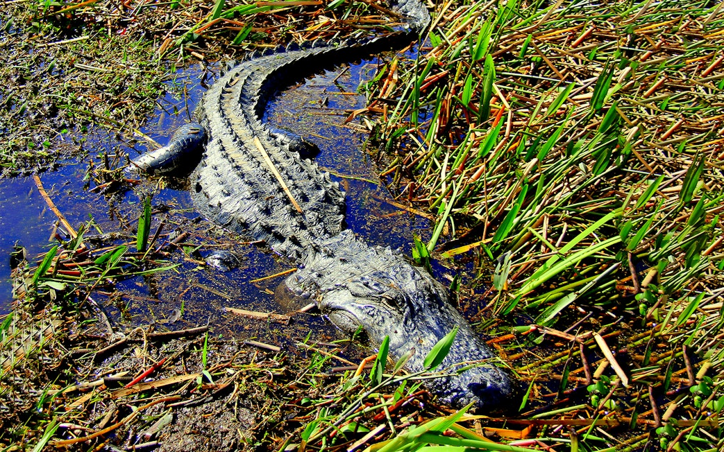 Alligator in marshland during airboat tour.