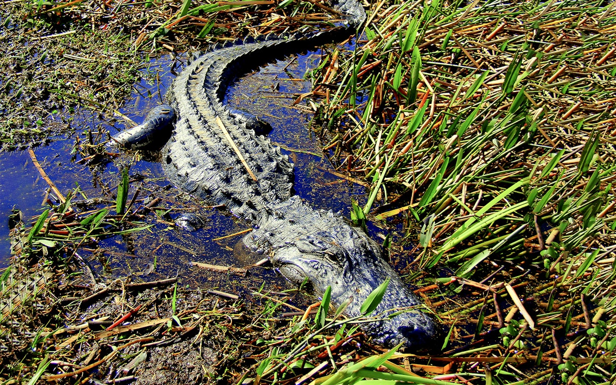 Alligator in marshland during airboat tour.