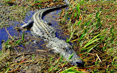 Alligator in marshland during airboat tour.