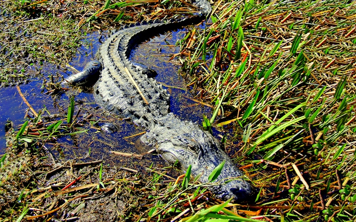 Alligator in marshland during airboat tour.