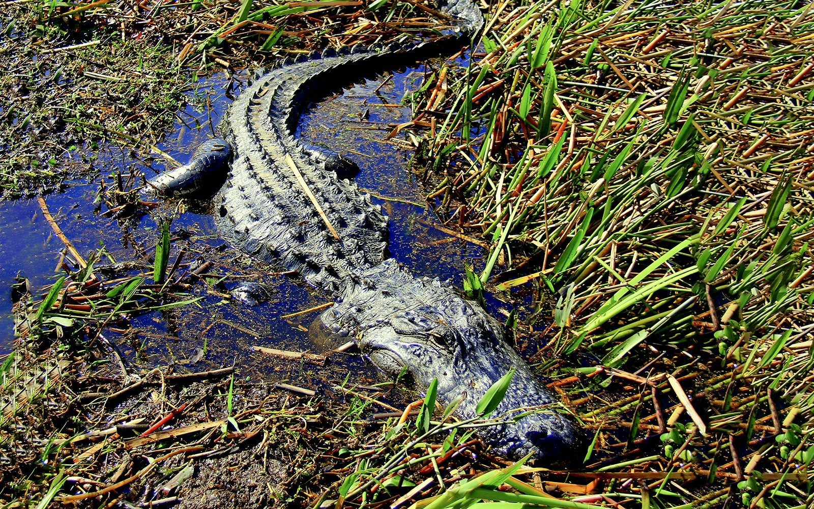 Alligator swimming in Florida wetlands during airboat tour.