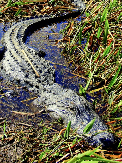 Alligator in marshland during airboat tour.