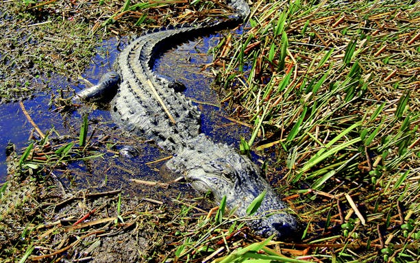 Alligator in marshland during airboat tour.