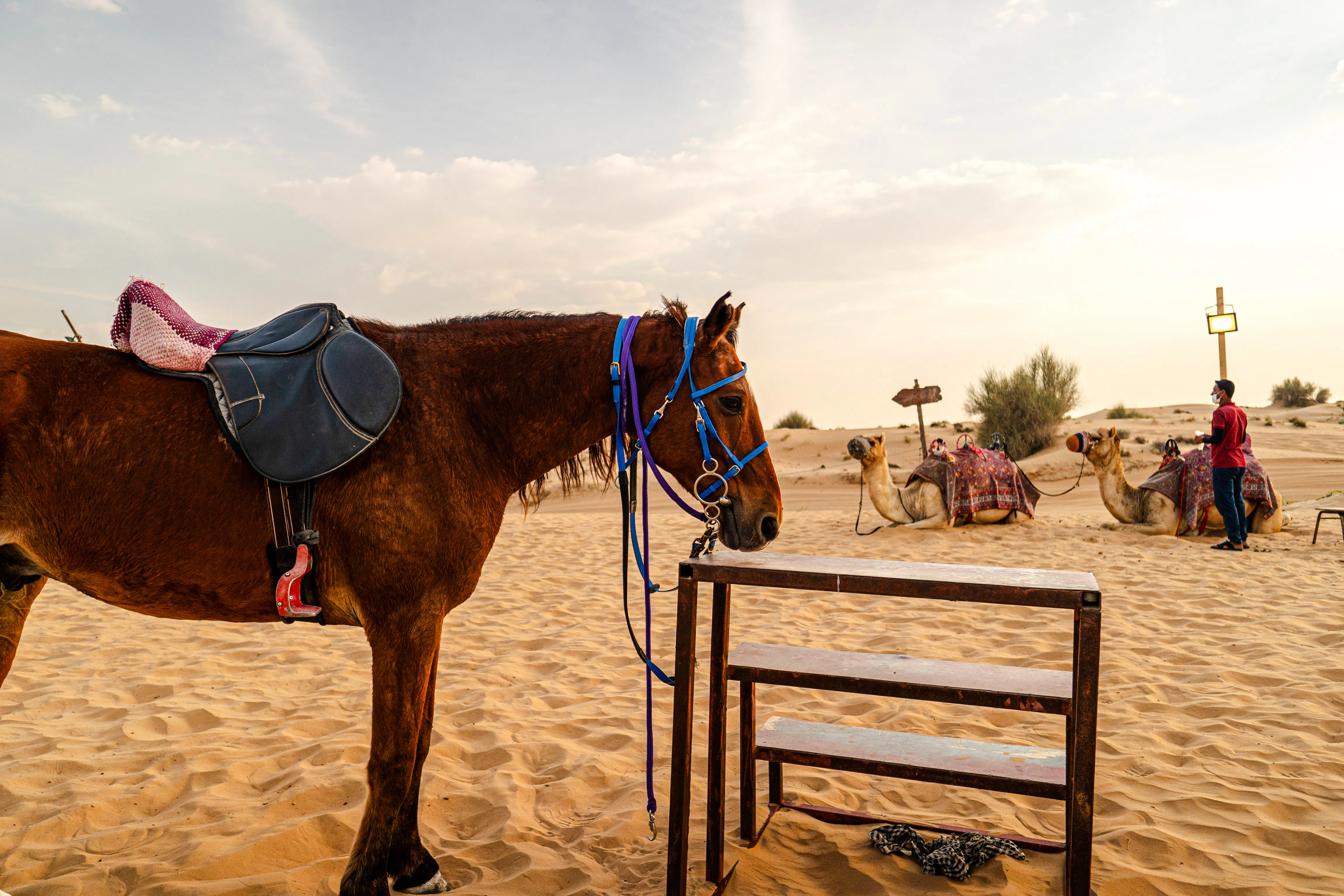 Morning Desert Safari Dubai Private Tour