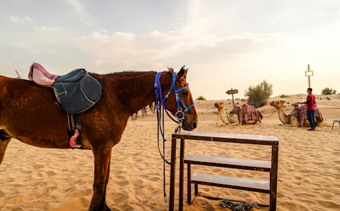 morning desert safari dubai private tour-1