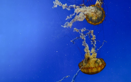 billet pour le downtown aquarium de houston-5