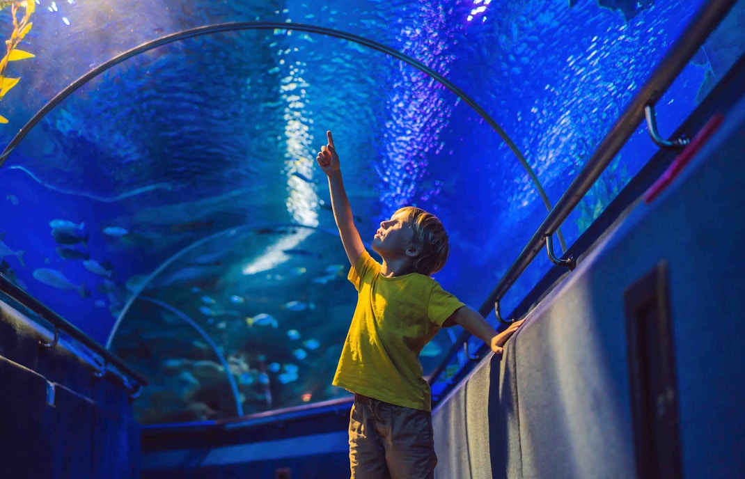 Boy looking at aquatic animals